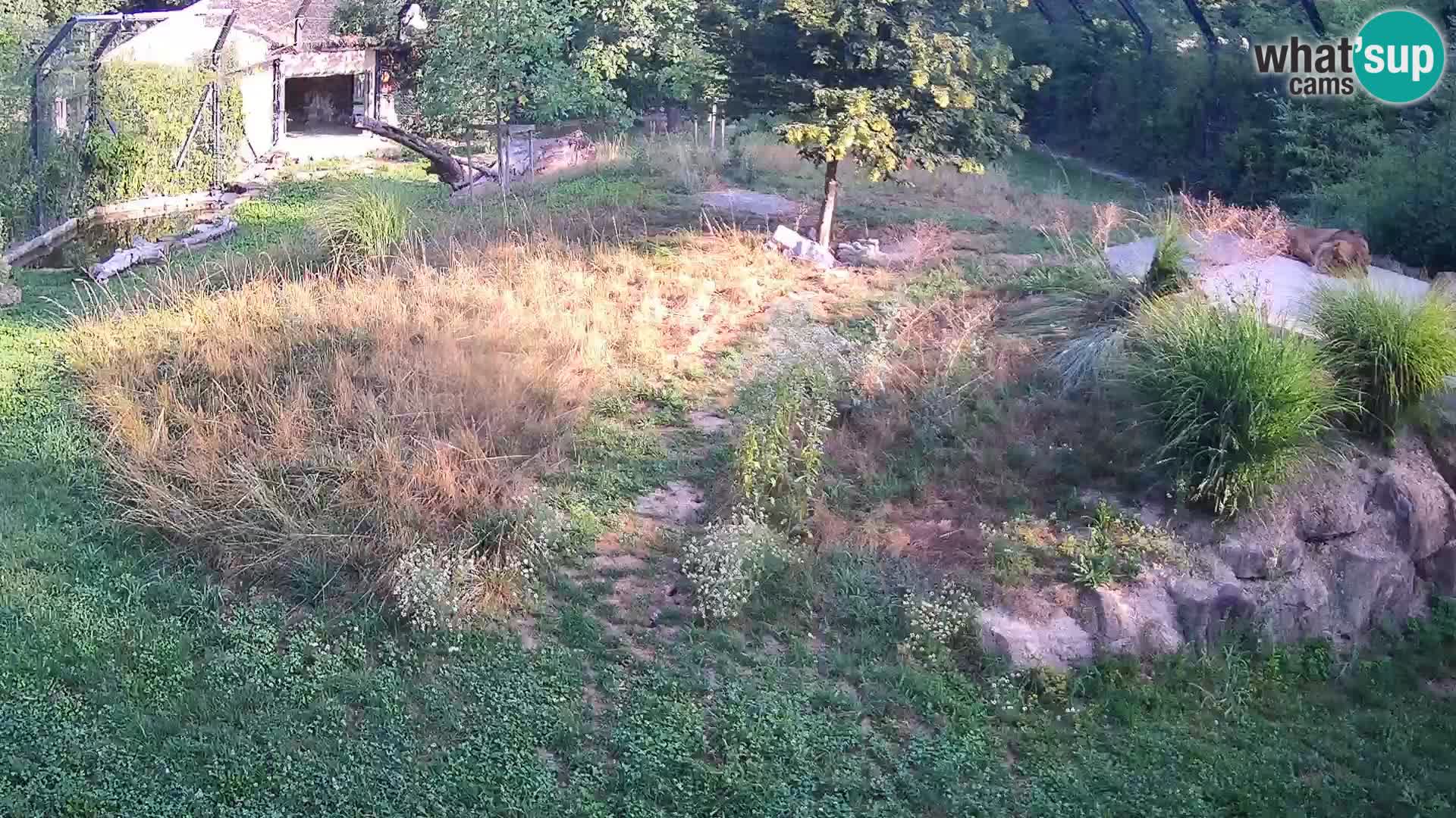 Zoo Ljubljana camera en vivo Leones