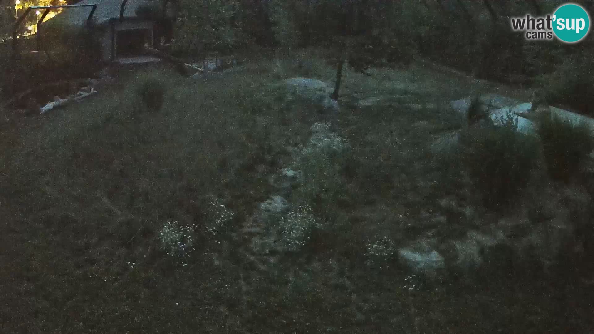 Live Ljubljana Zoo webcam Lion