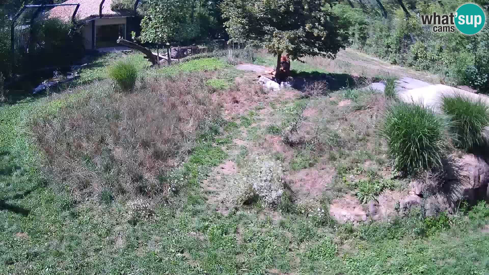 Zoo Ljubljana webcam Löwen