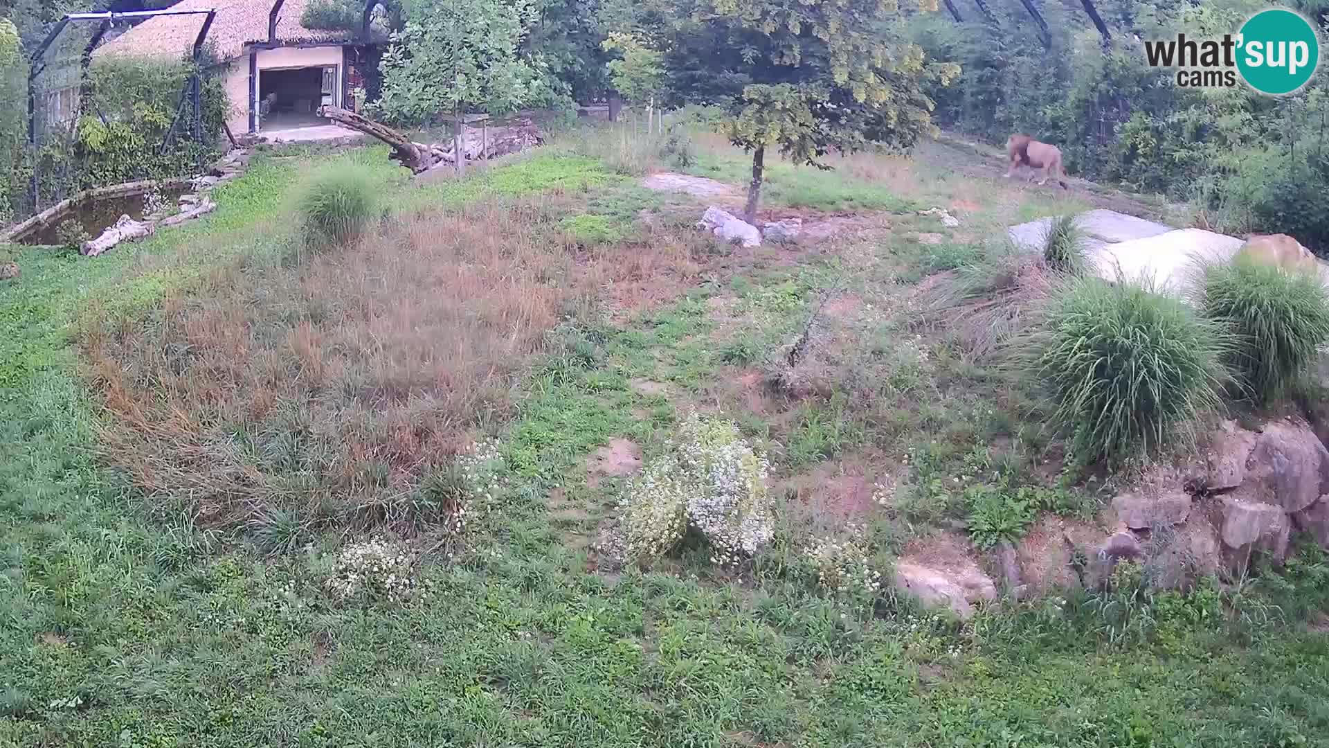 Zoo Ljubljana camera en vivo Leones
