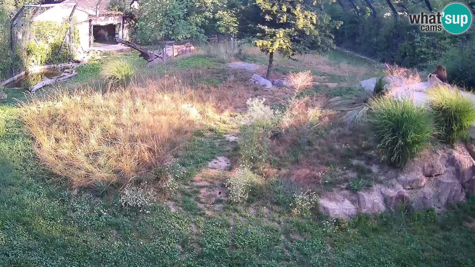 Live Ljubljana Zoo webcam Lion