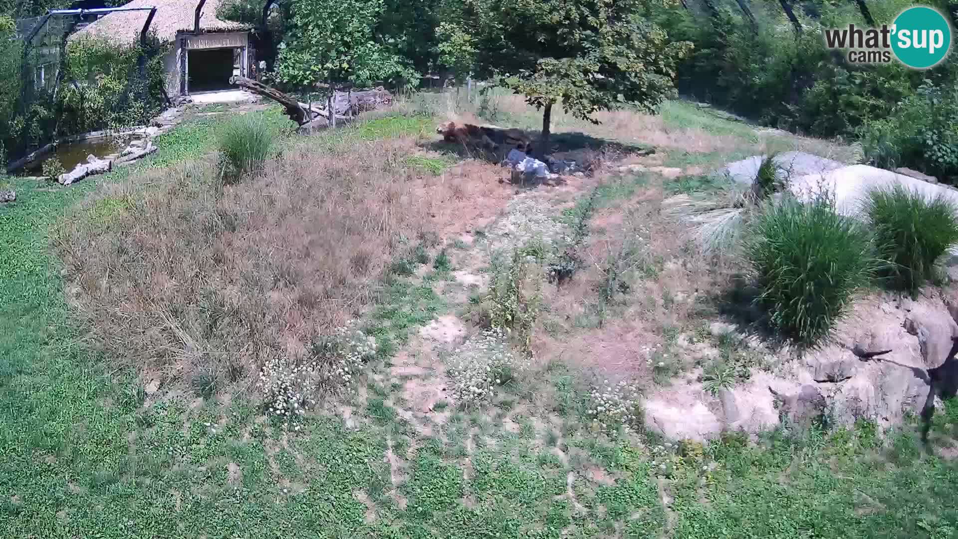Live Ljubljana Zoo webcam Lion