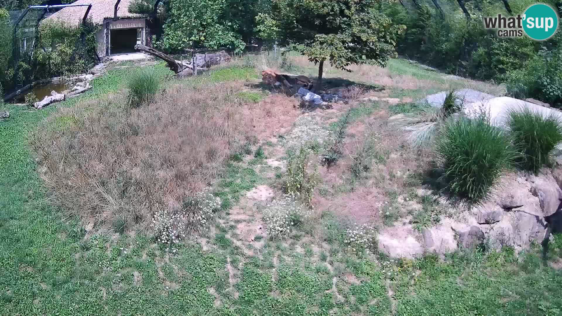 Live Ljubljana Zoo webcam Lion