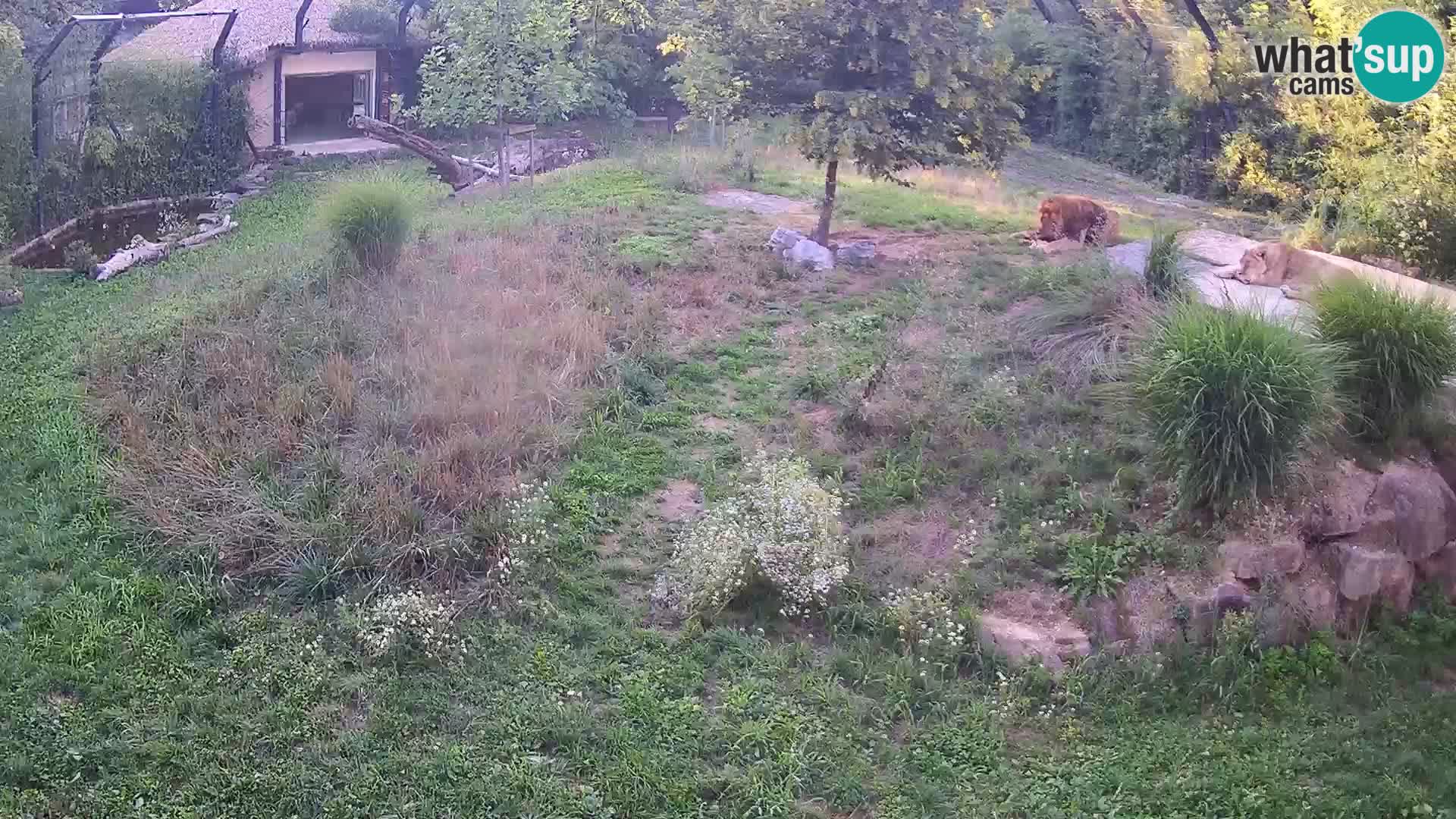 Zoo Ljubljana camera en vivo Leones