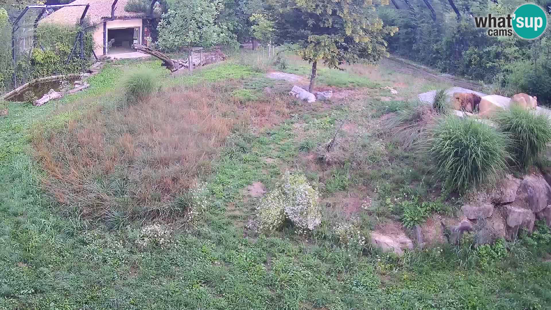 Zoo Ljubljana webcam Löwen