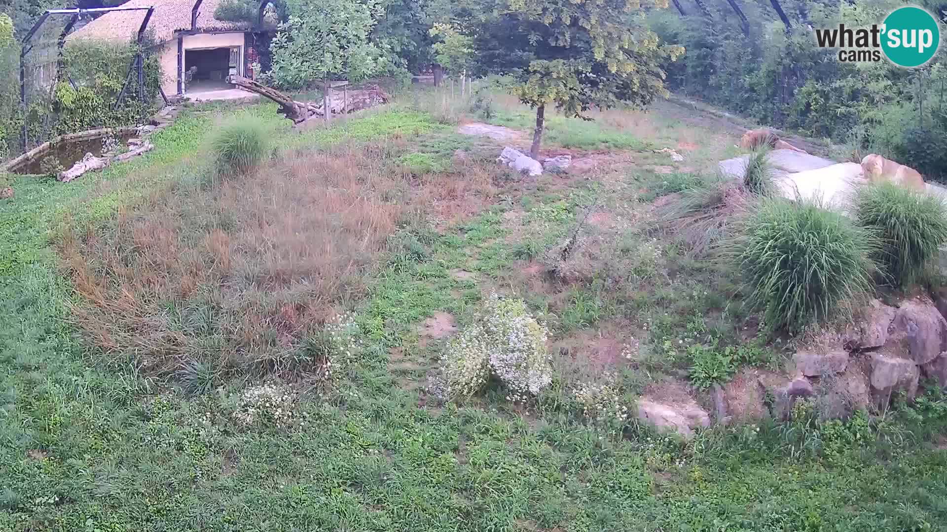 Zoo Ljubljana camera en vivo Leones