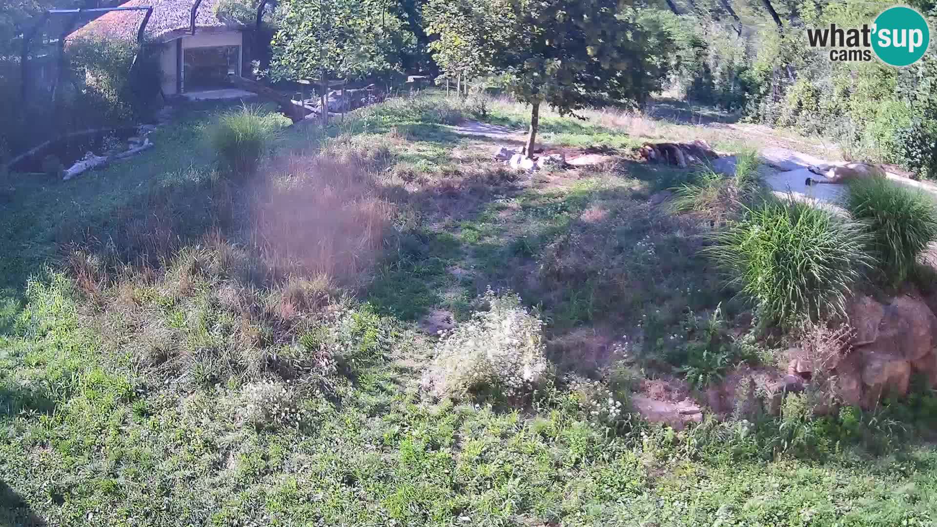 Ljubljana Zoo webcam Lion