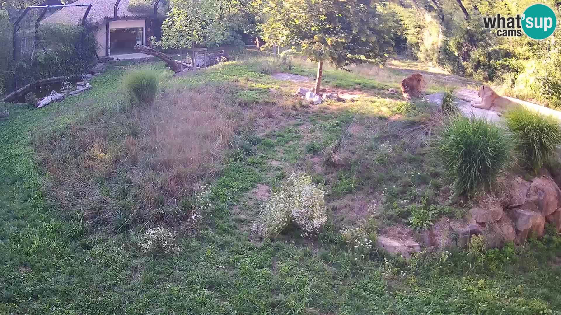 Live Ljubljana Zoo webcam Lion