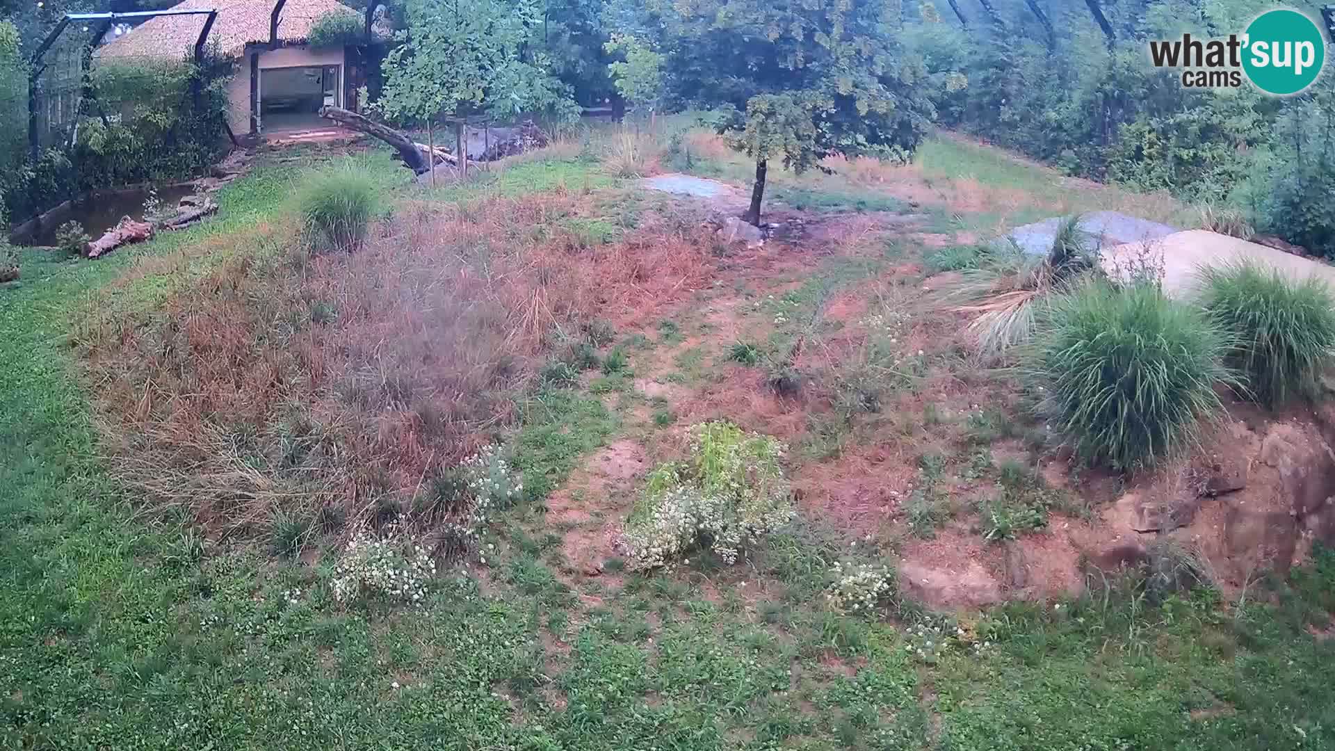 Live Ljubljana Zoo webcam Lion