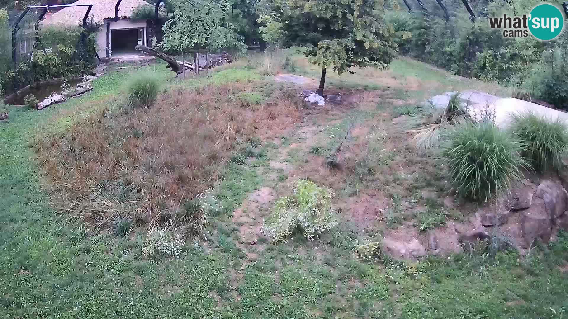 Zoo Lubiana live webcam Leoni