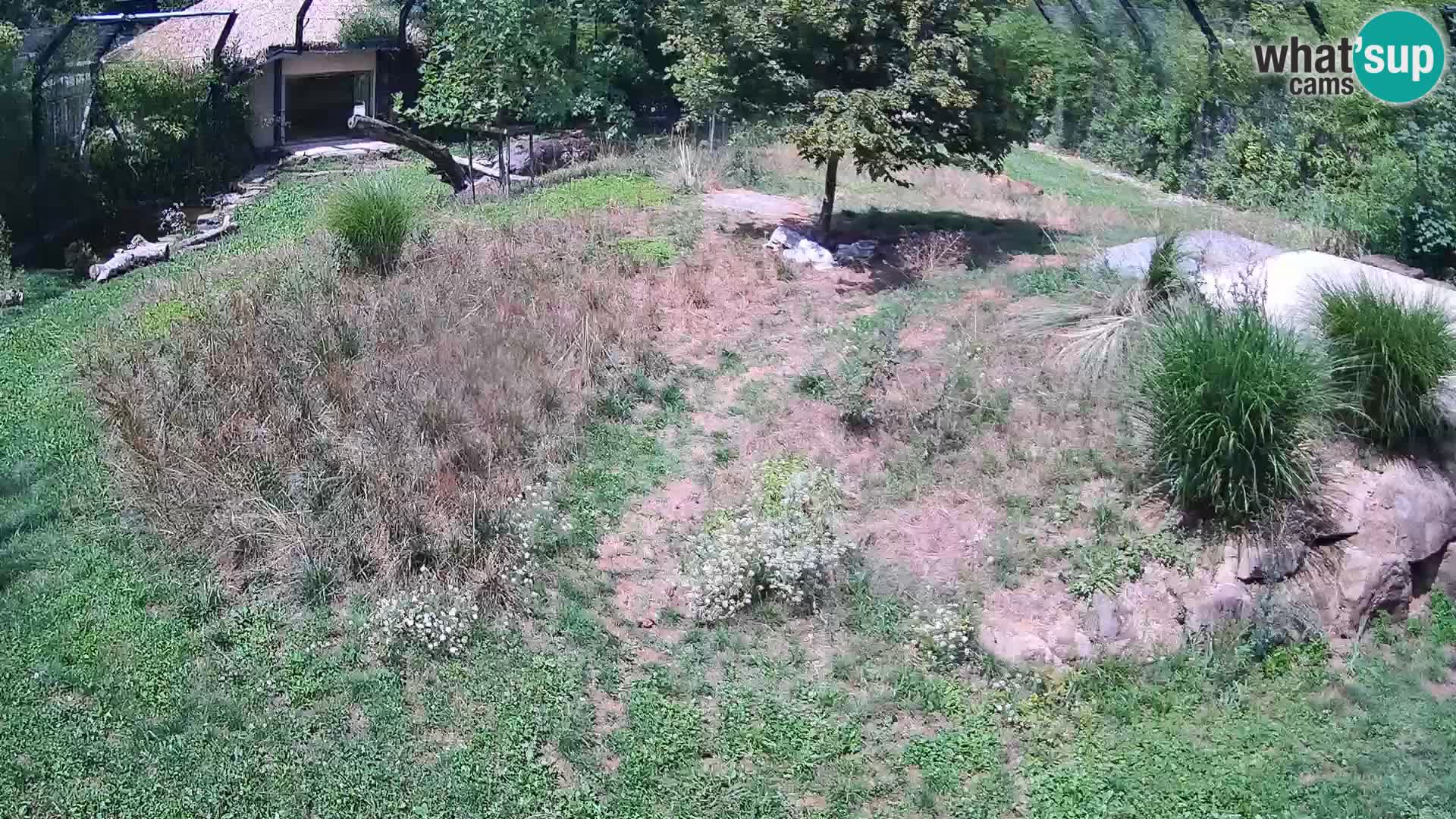 Zoo Lubiana live webcam Leoni