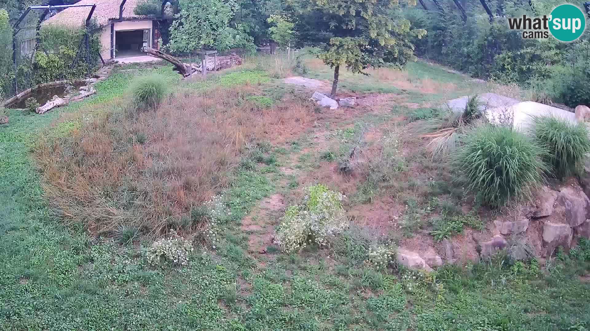 Zoo Ljubljana camera en vivo Leones