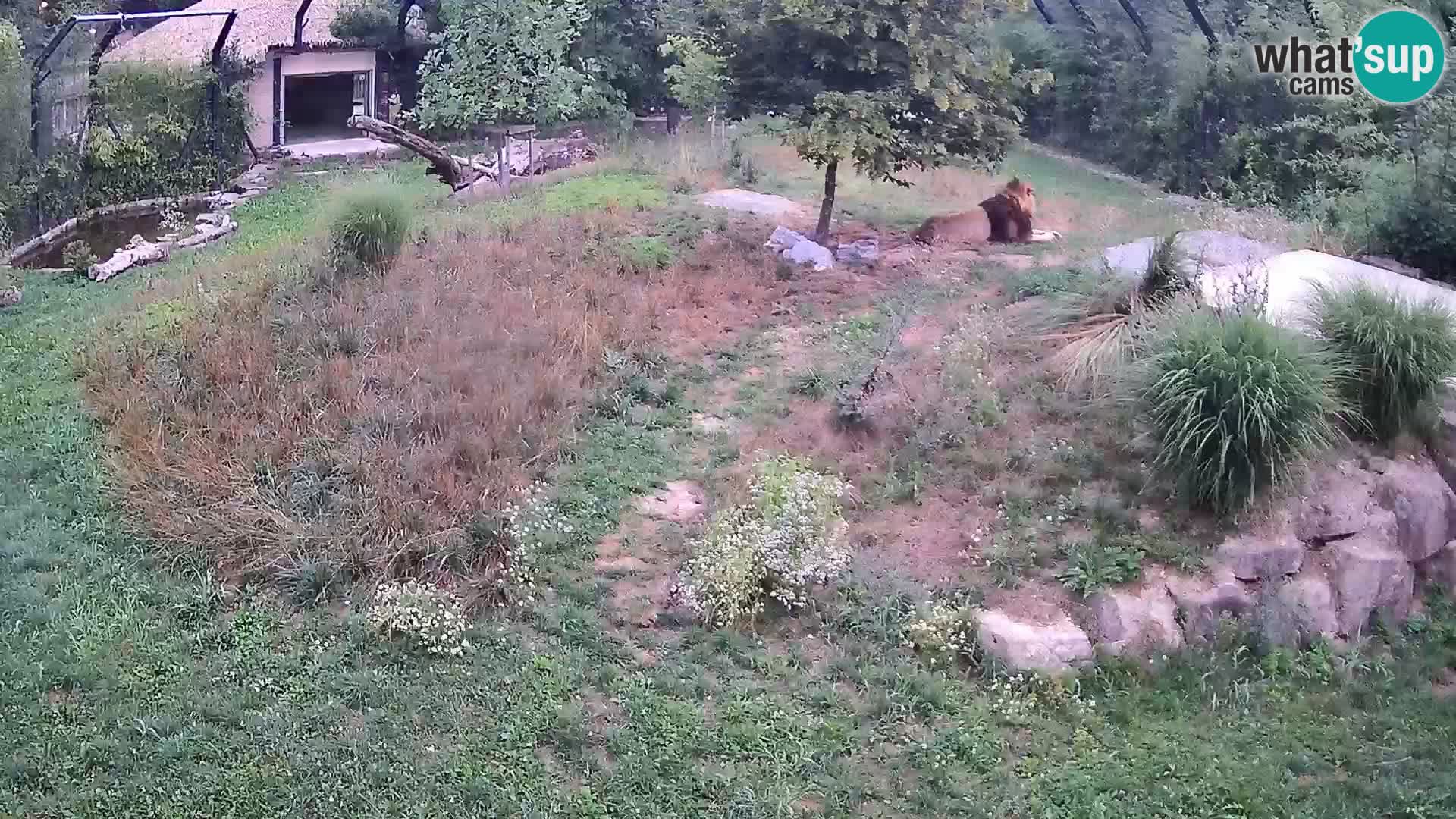 Zoo Lubiana live webcam Leoni