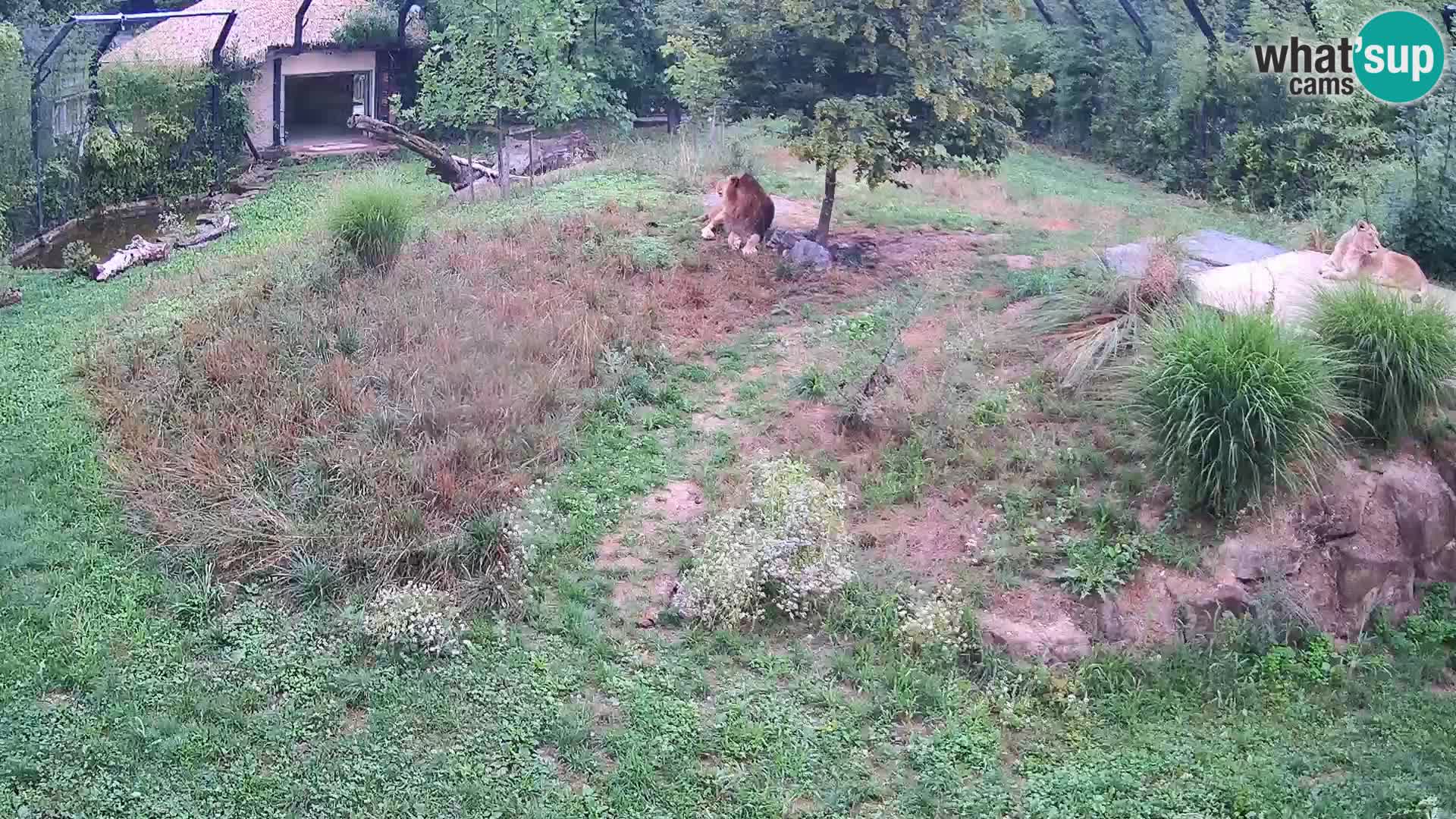 Zoo Ljubljana camera en vivo Leones