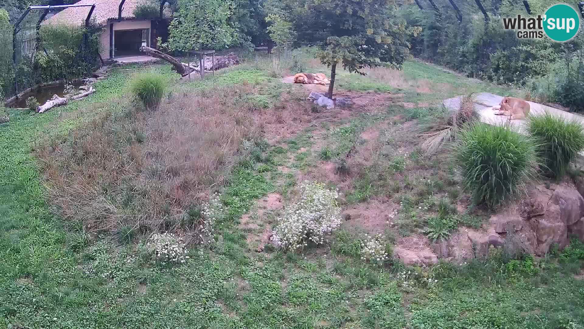 Zoo Ljubljana webcam Löwen