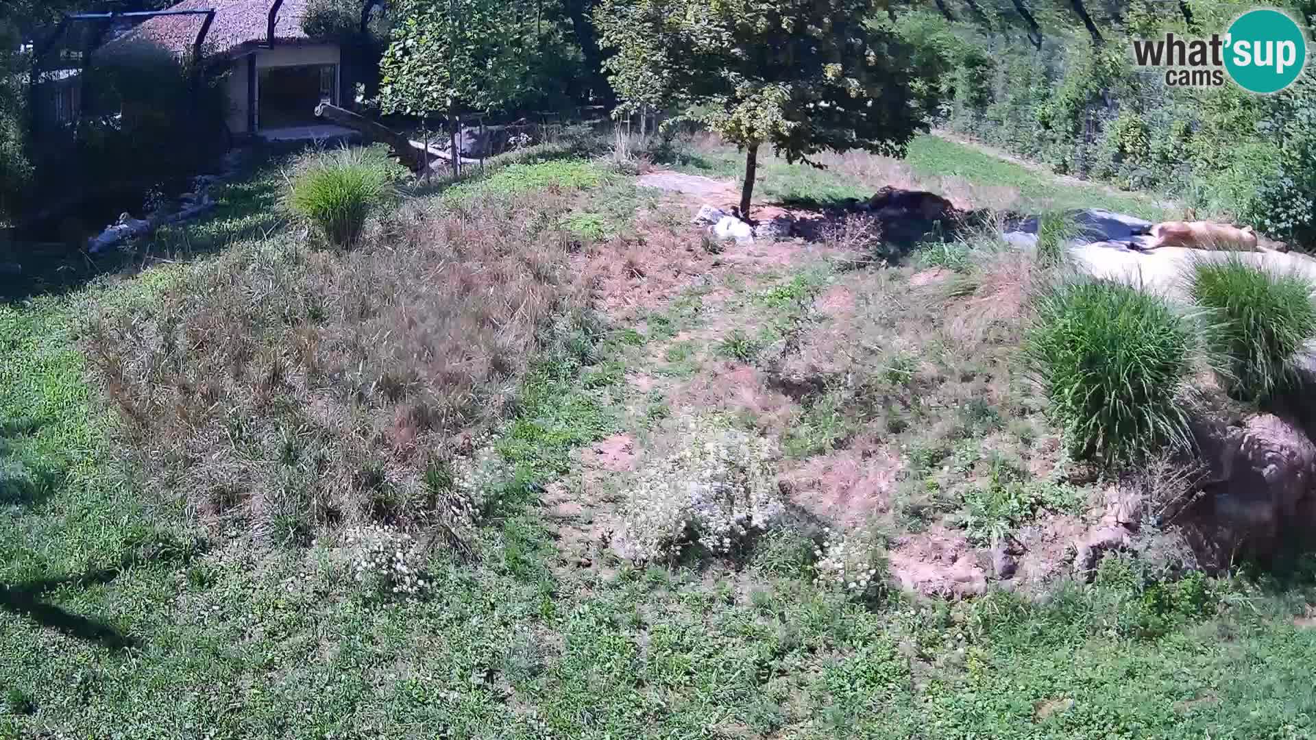 Zoo Ljubljana webcam Löwen