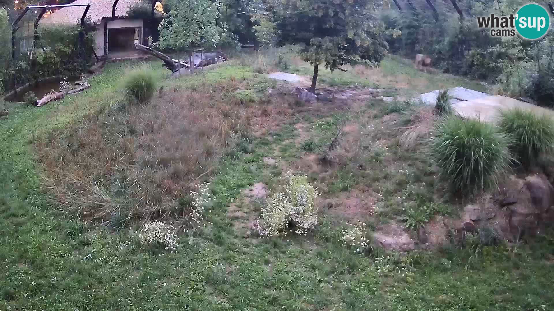 Živalski vrt Ljubljana kamera v živo Levi