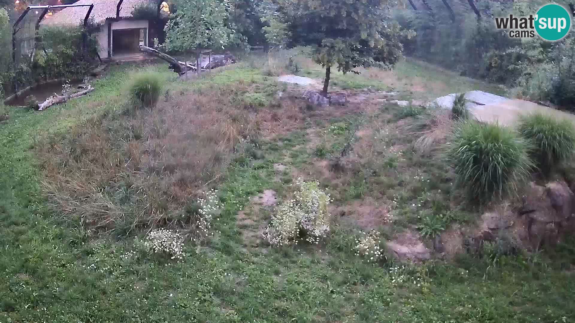 Live Ljubljana Zoo webcam Lion