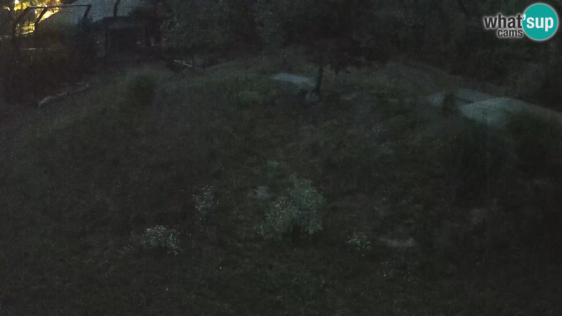 Live Ljubljana Zoo webcam Lion