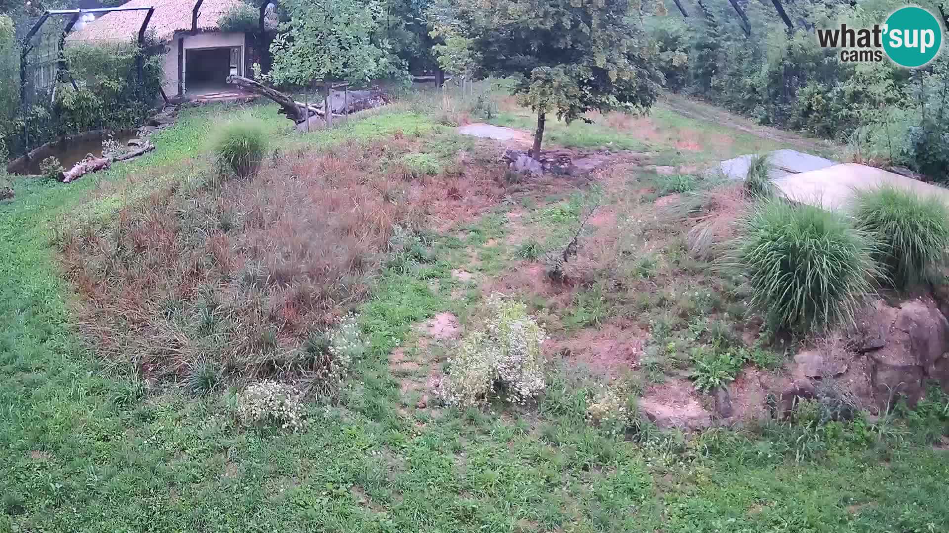 Live Ljubljana Zoo webcam Lion