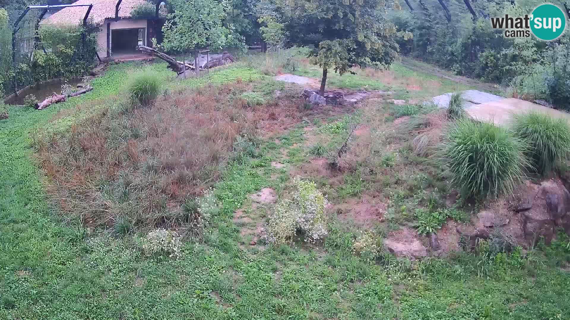 Live Ljubljana Zoo webcam Lion