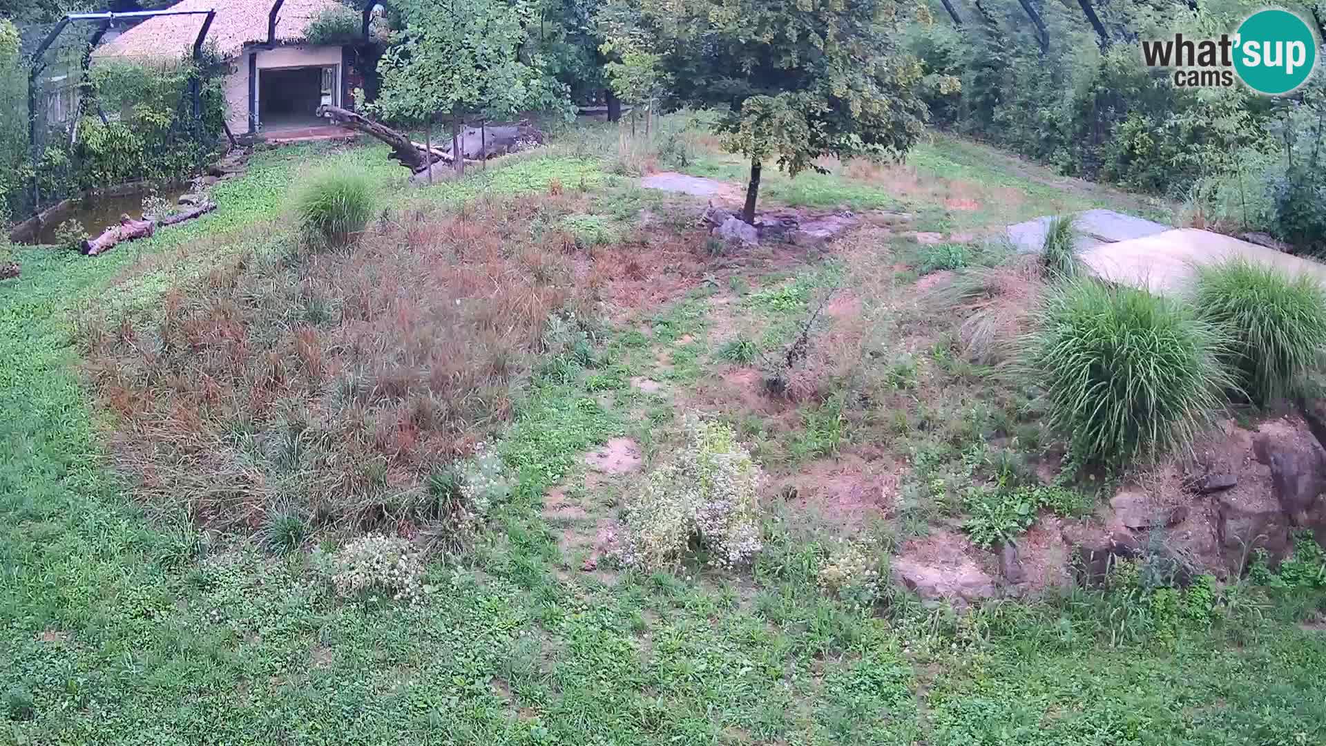 Live Ljubljana Zoo webcam Lion