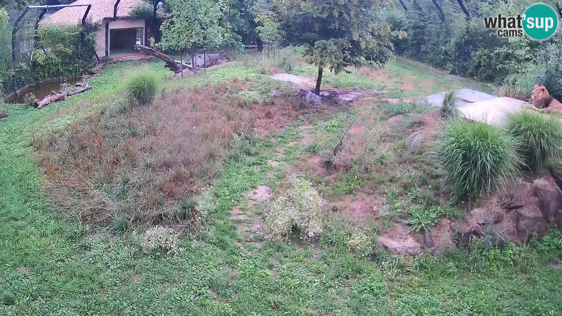 Live Ljubljana Zoo webcam Lion