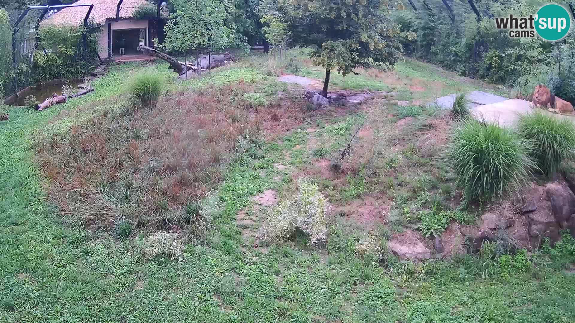 Live Ljubljana Zoo webcam Lion