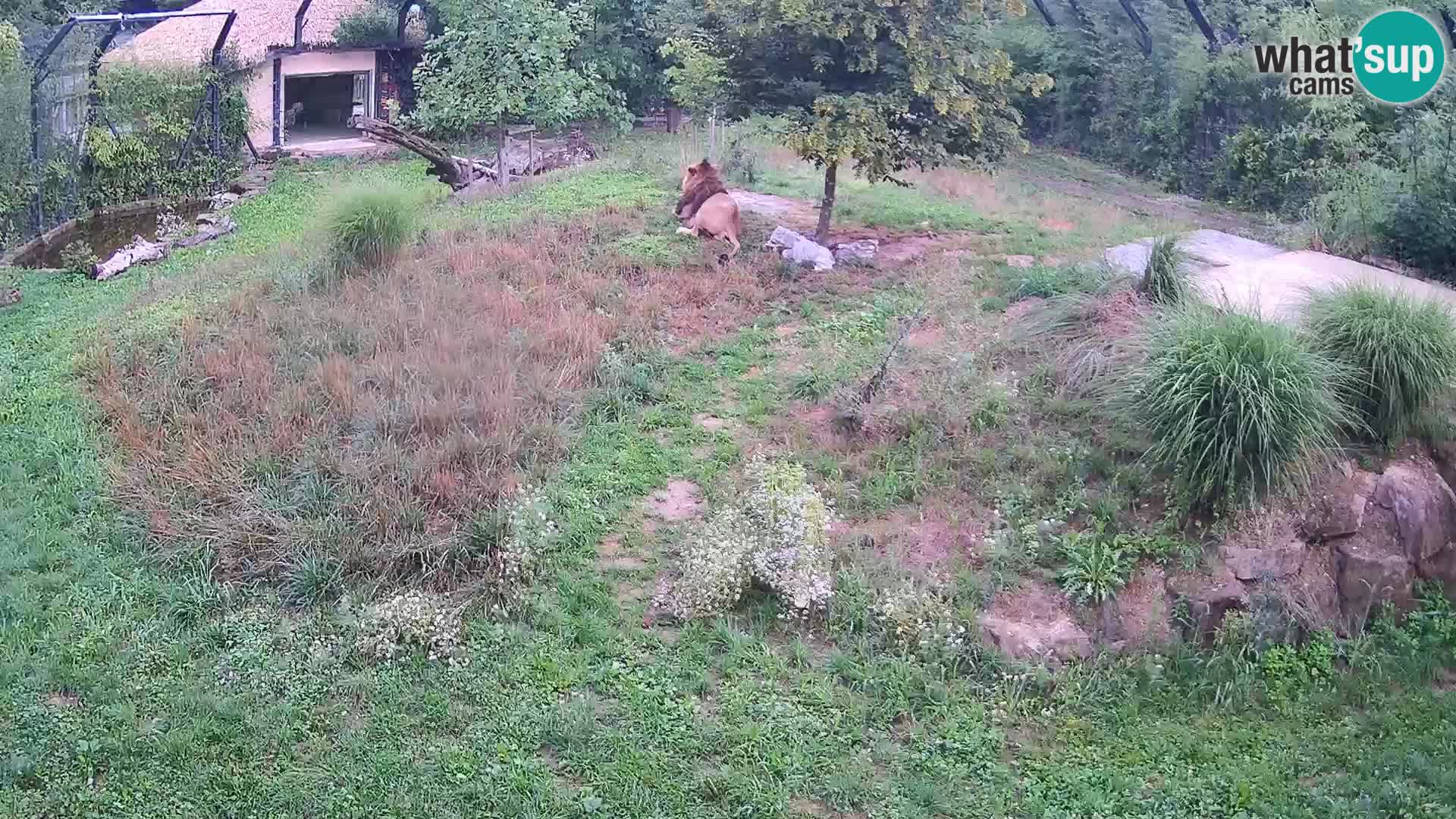 Live Ljubljana Zoo webcam Lion