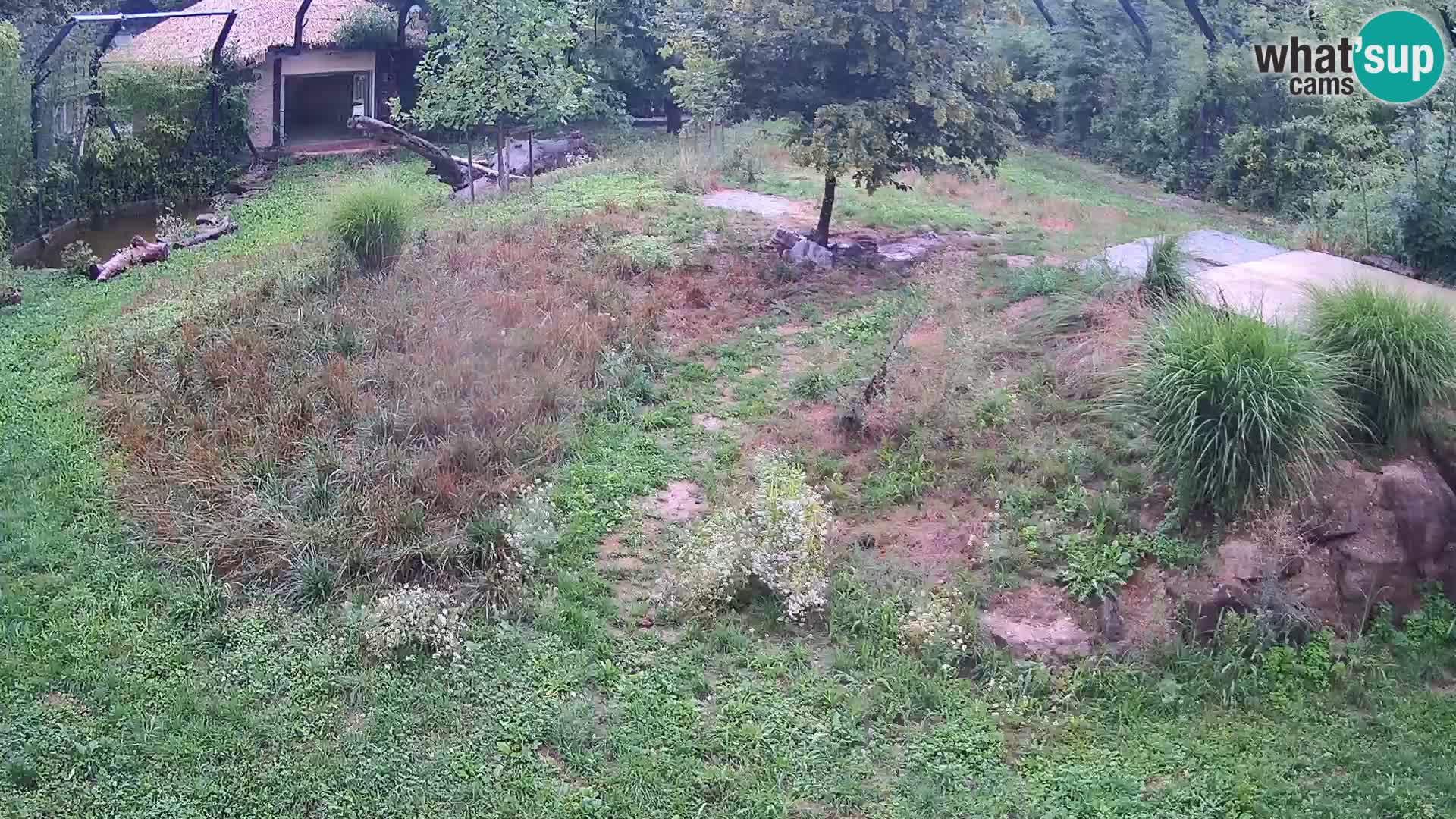 Live Ljubljana Zoo webcam Lion