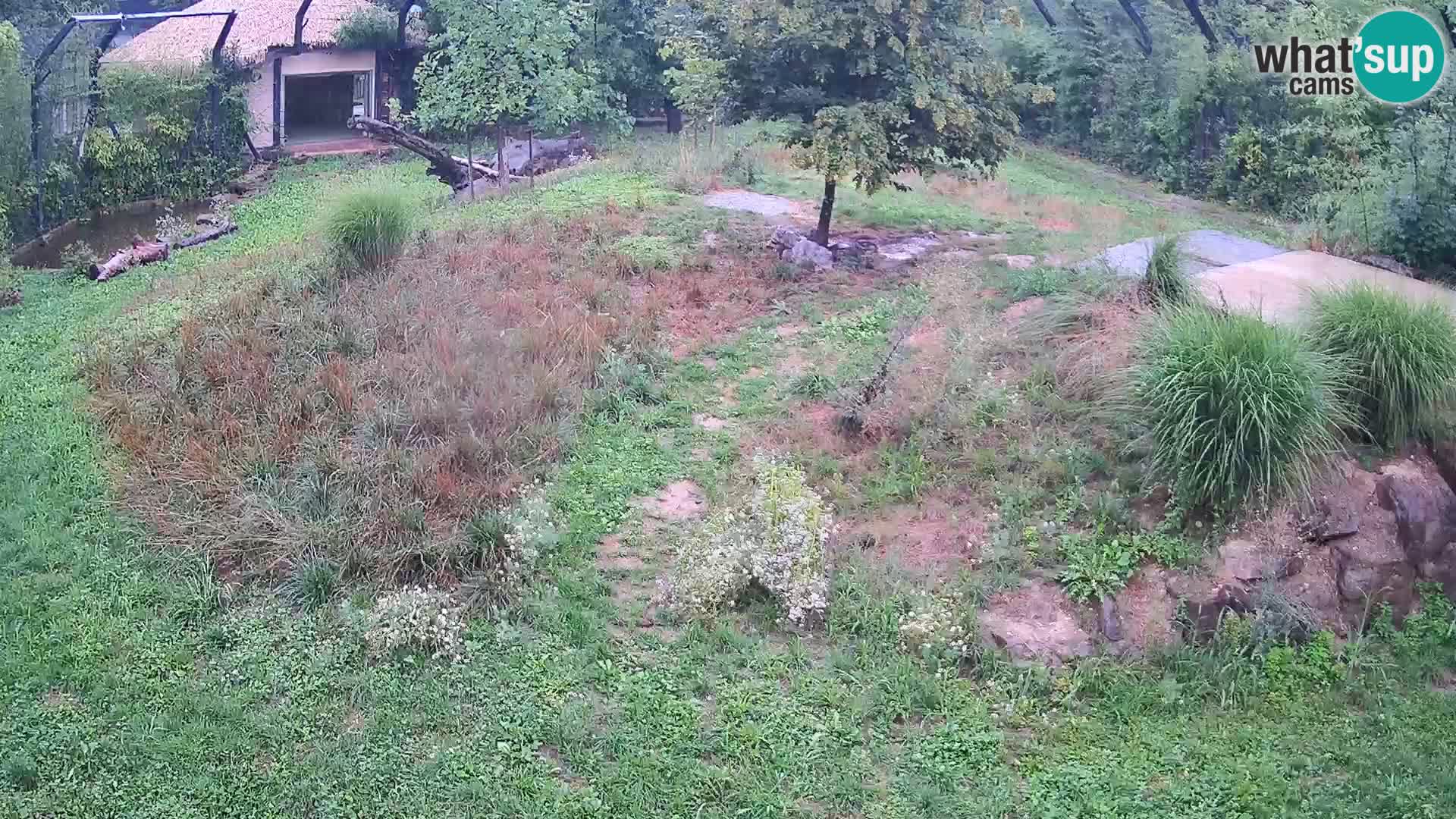 Live Ljubljana Zoo webcam Lion