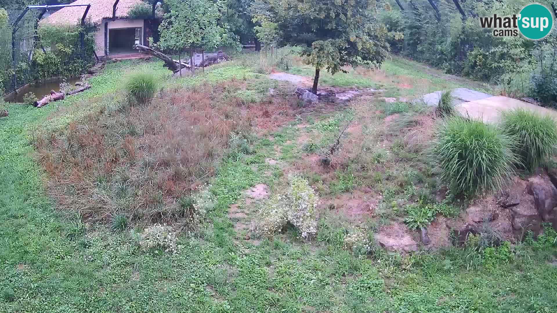 Live Ljubljana Zoo webcam Lion