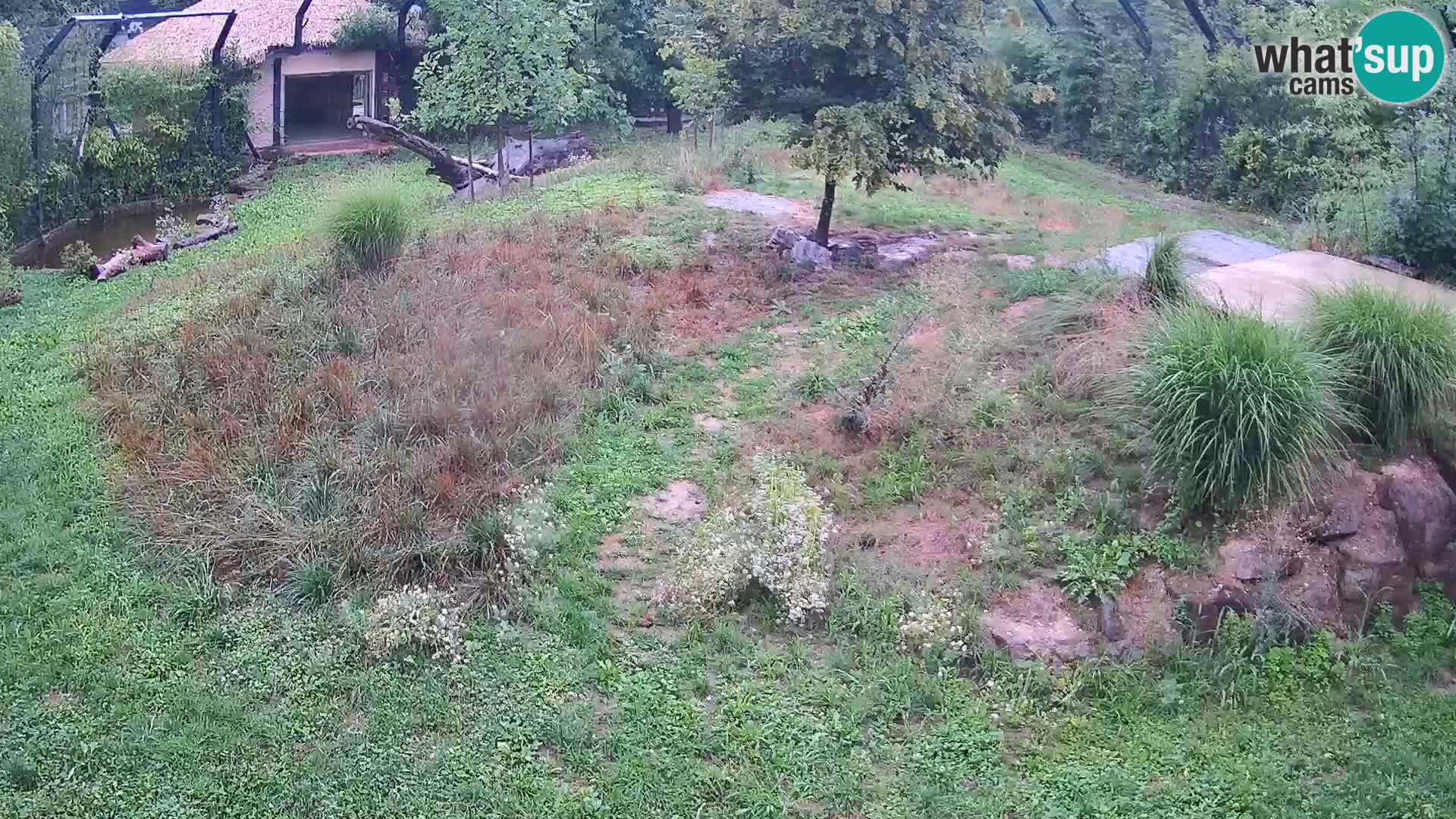 Zoo Lubiana live webcam Leoni