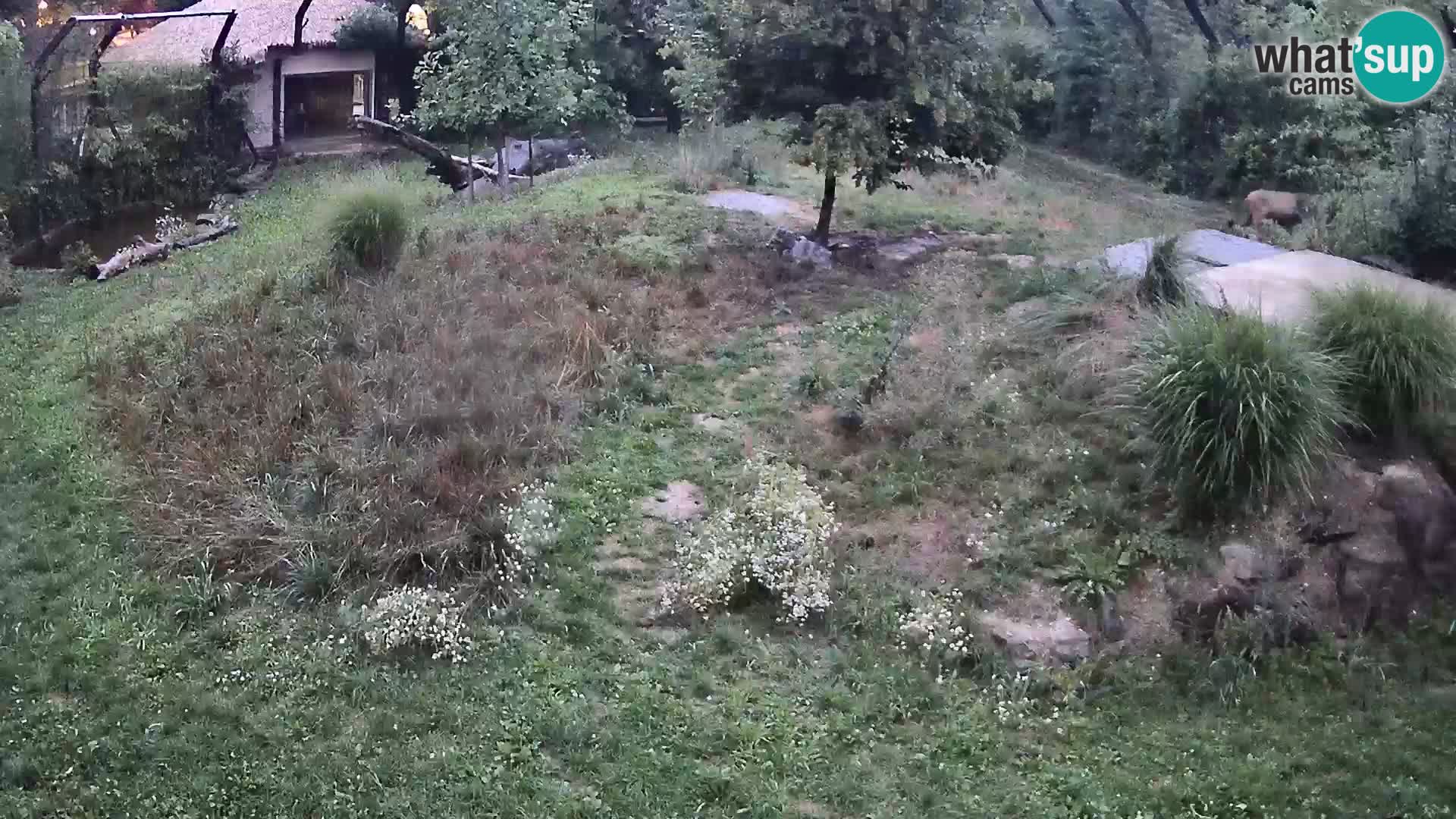 Live Ljubljana Zoo webcam Lion