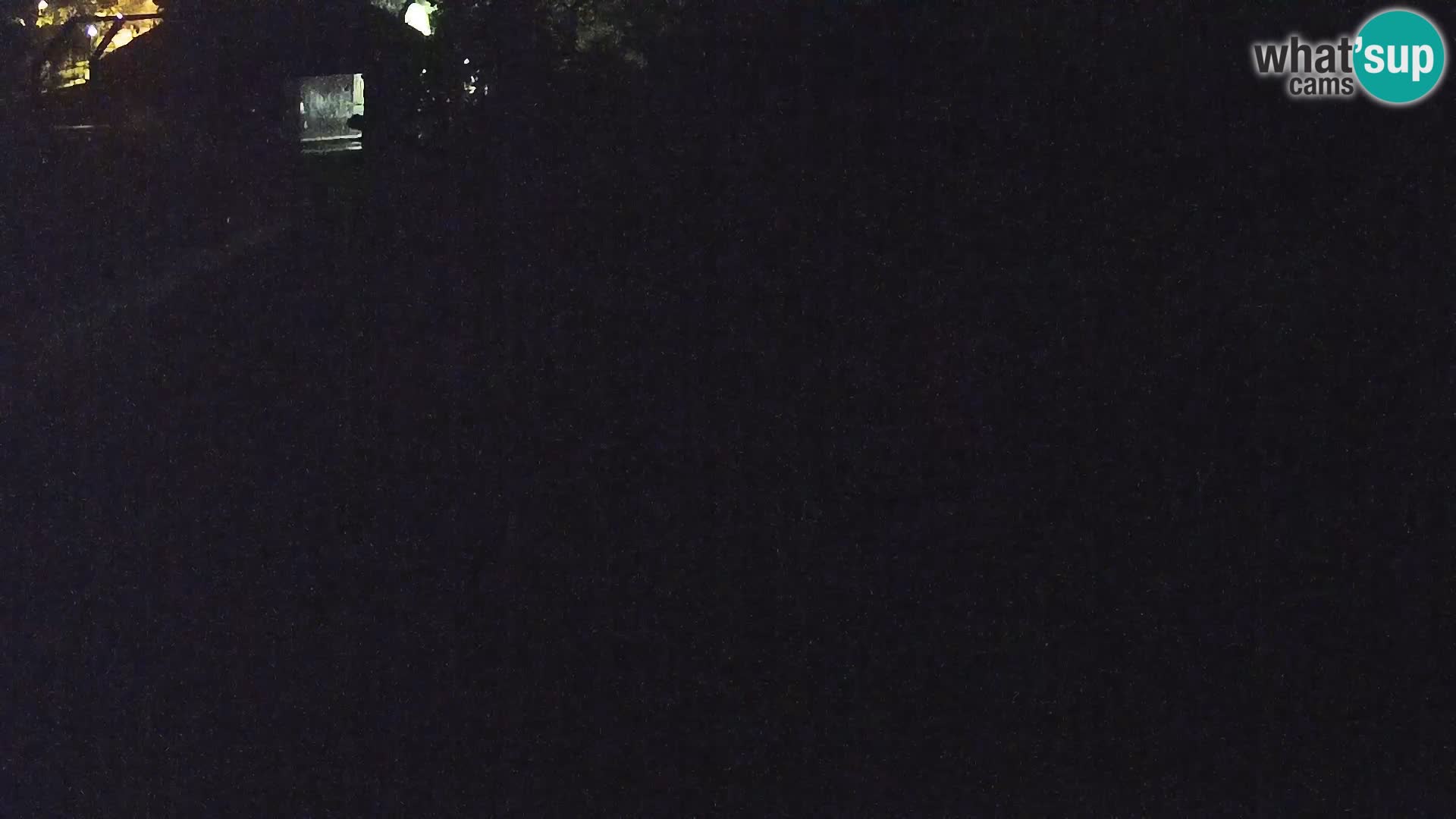 Live Ljubljana Zoo webcam Lion