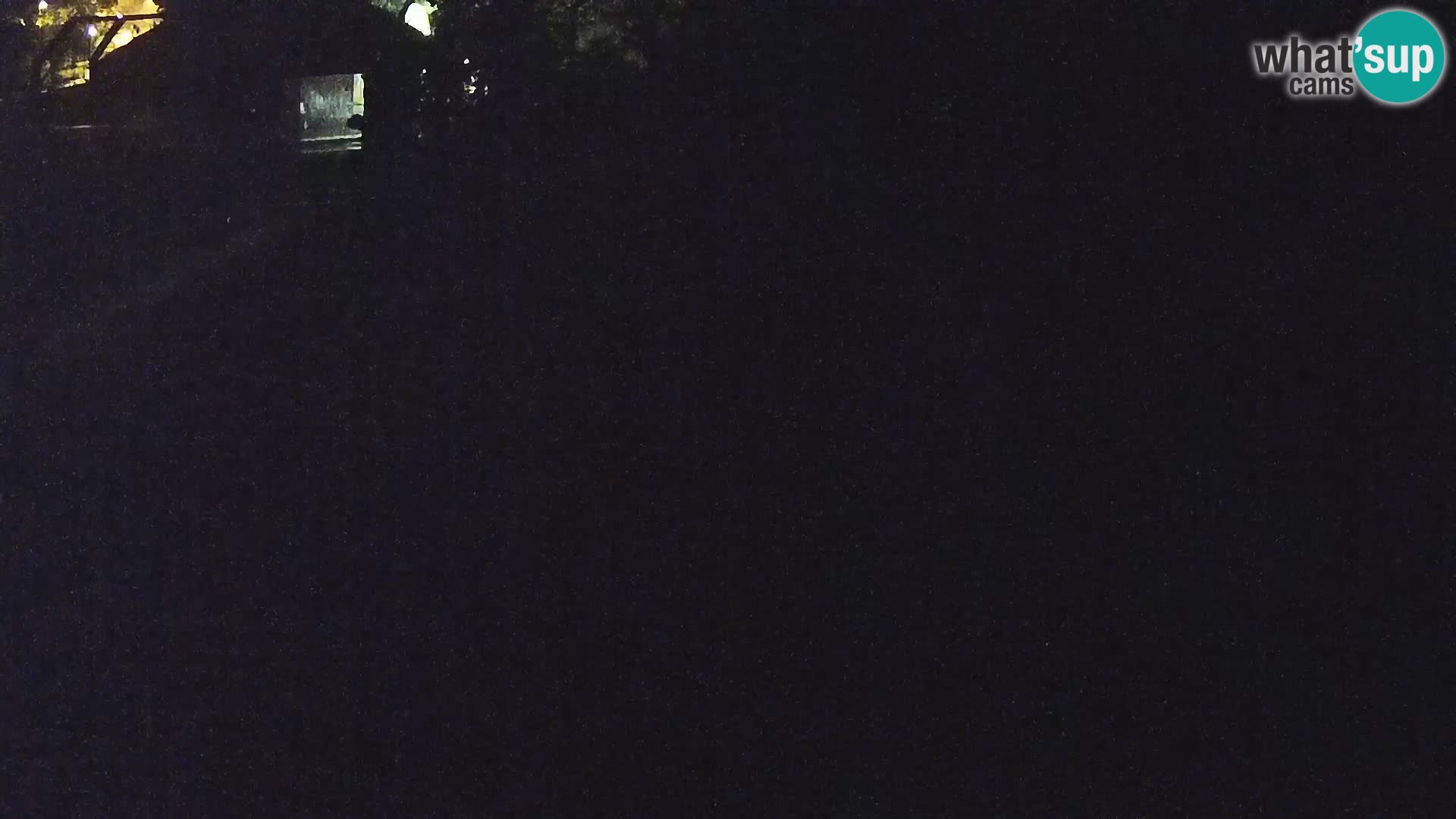Live Ljubljana Zoo webcam Lion