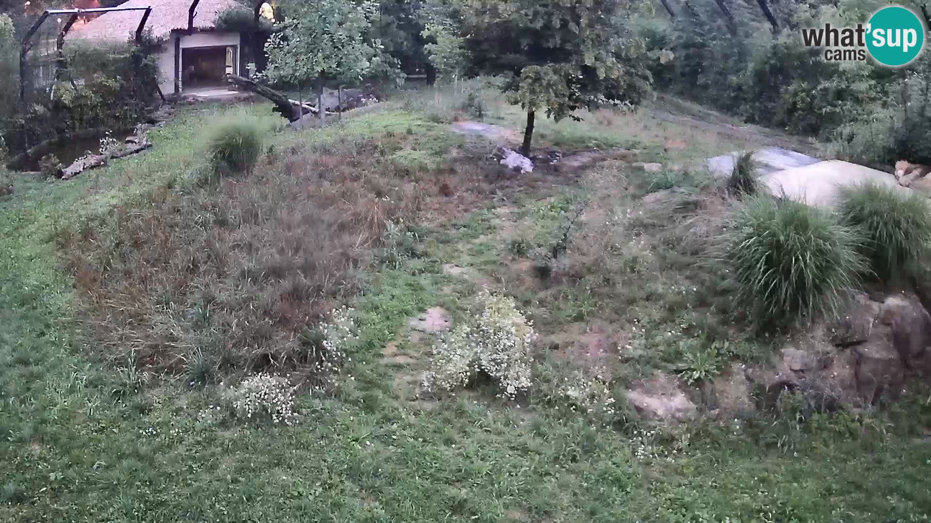Živalski vrt Ljubljana kamera v živo Levi