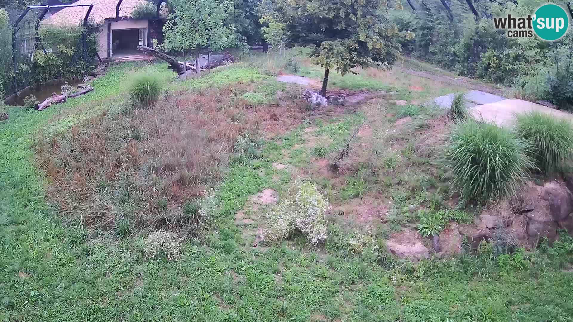 Zoo Lubiana live webcam Leoni