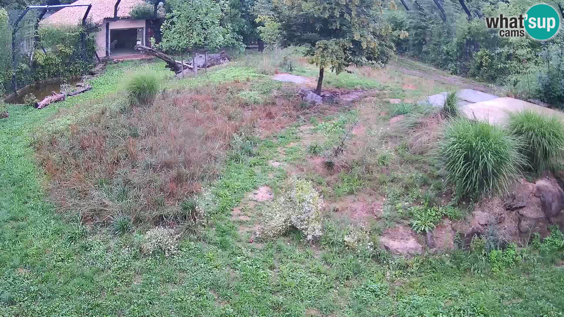 Zoo Lubiana live webcam Leoni