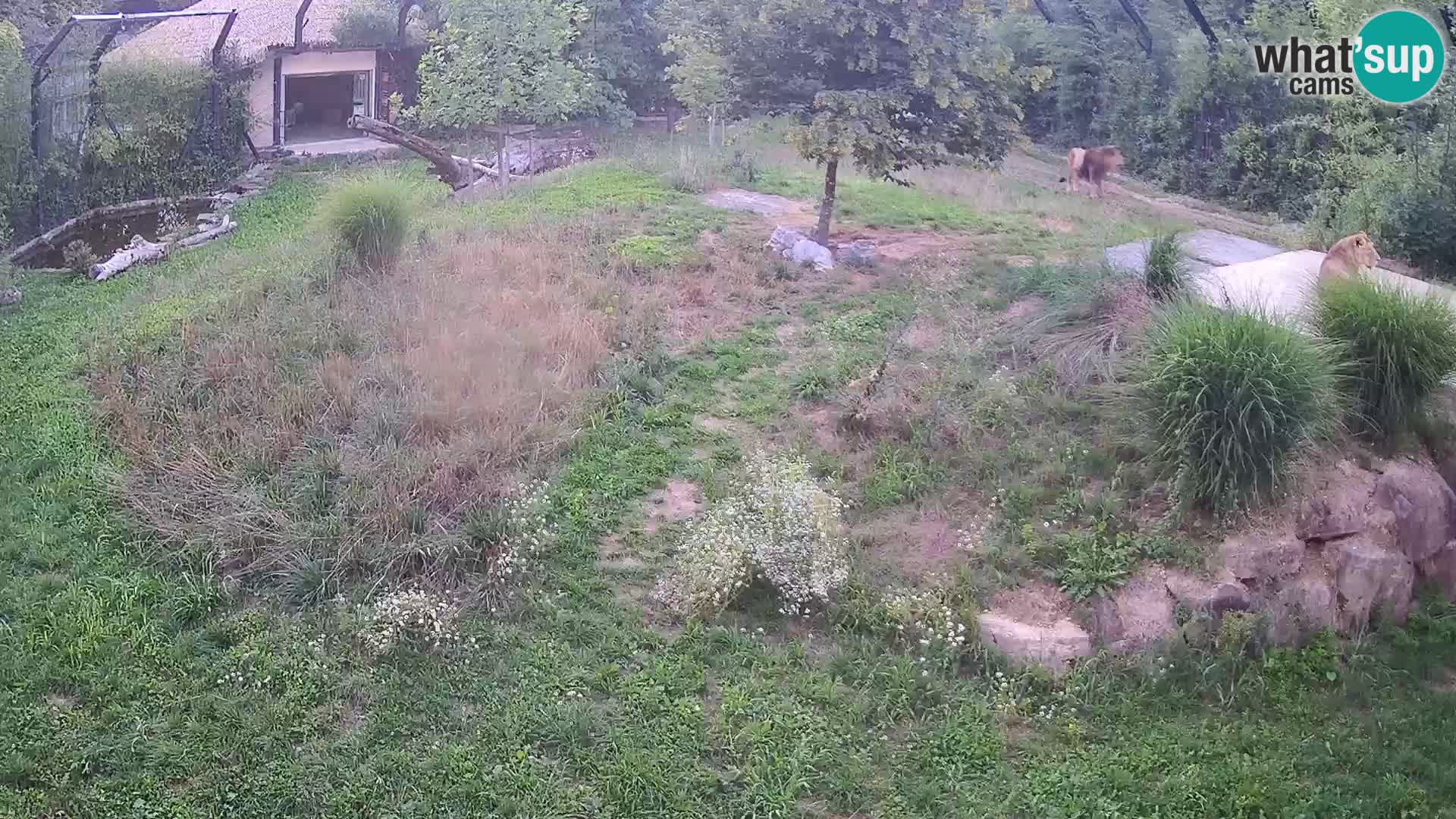 Live Ljubljana Zoo webcam Lion