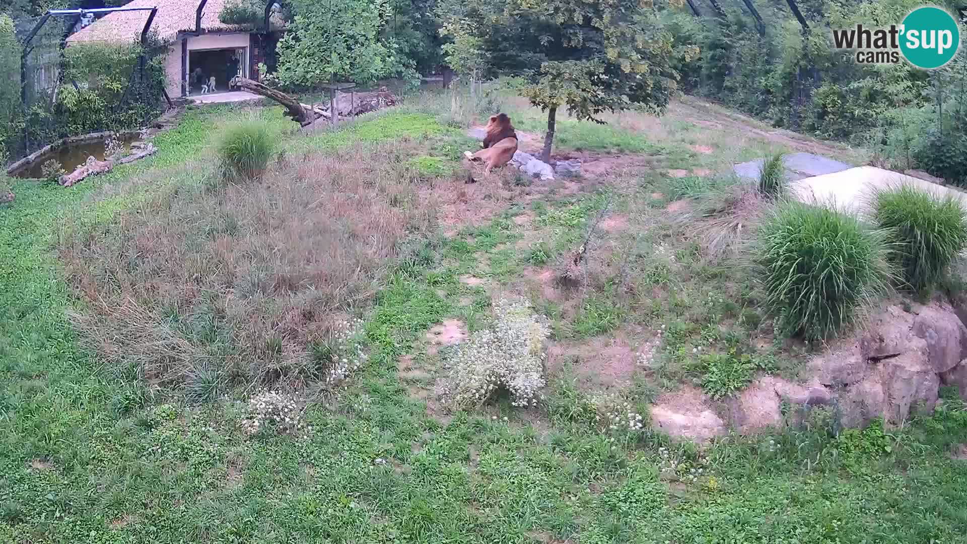 Live Ljubljana Zoo webcam Lion