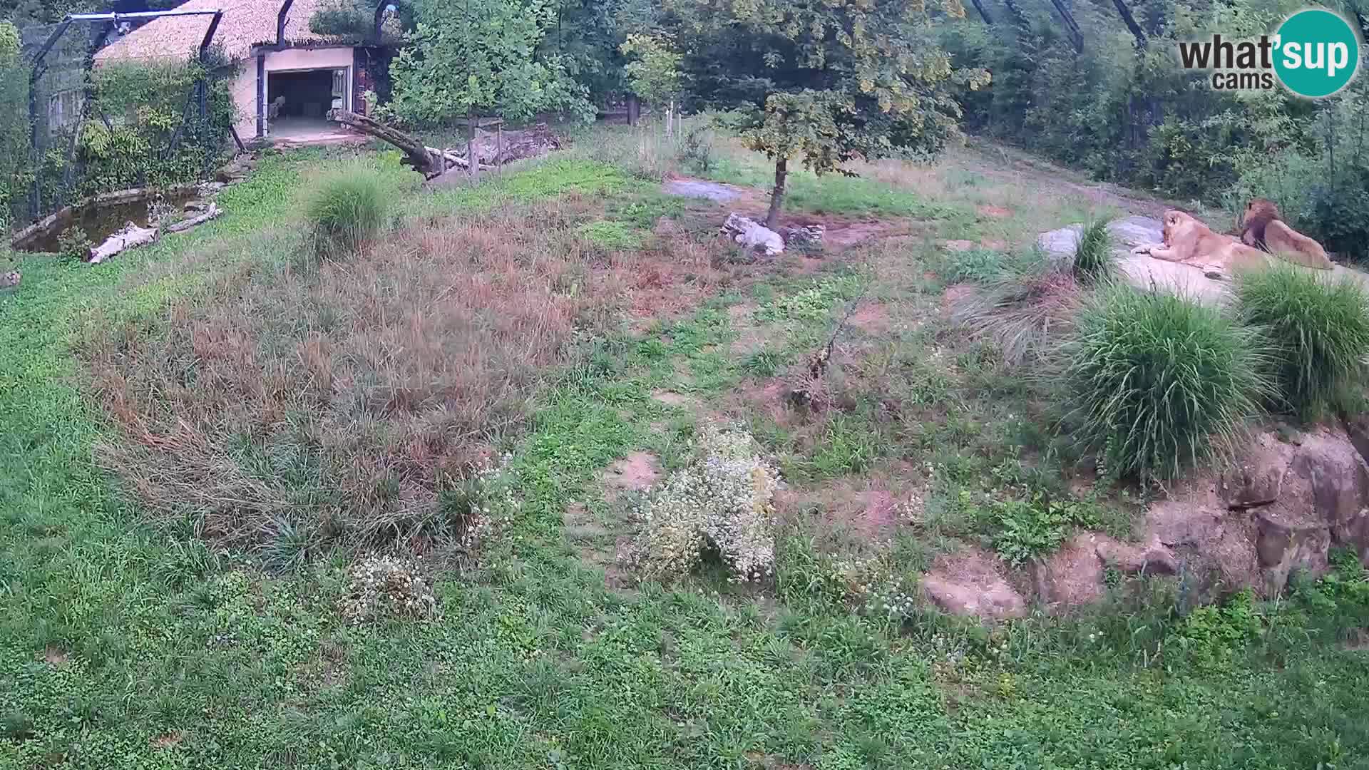 Zoo Ljubljana webcam Löwen