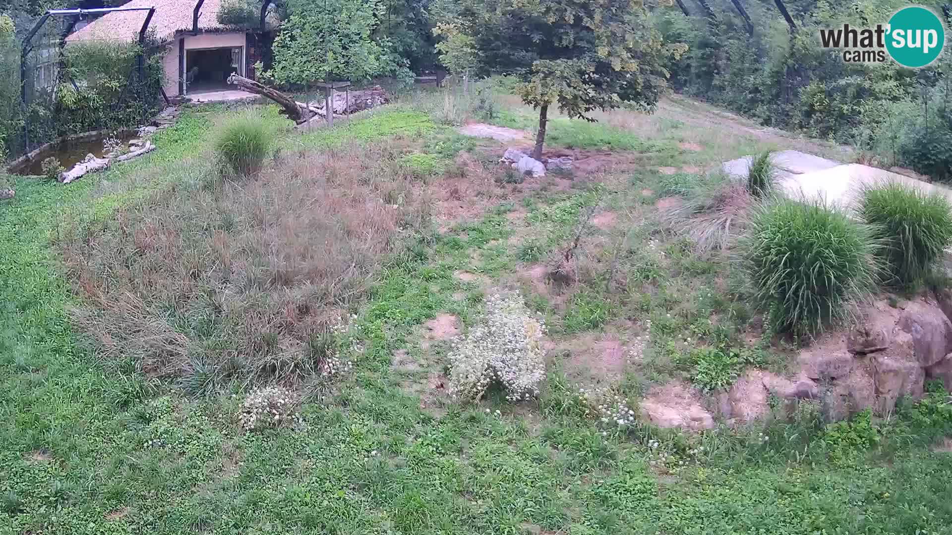Zoo Ljubljana webcam Löwen