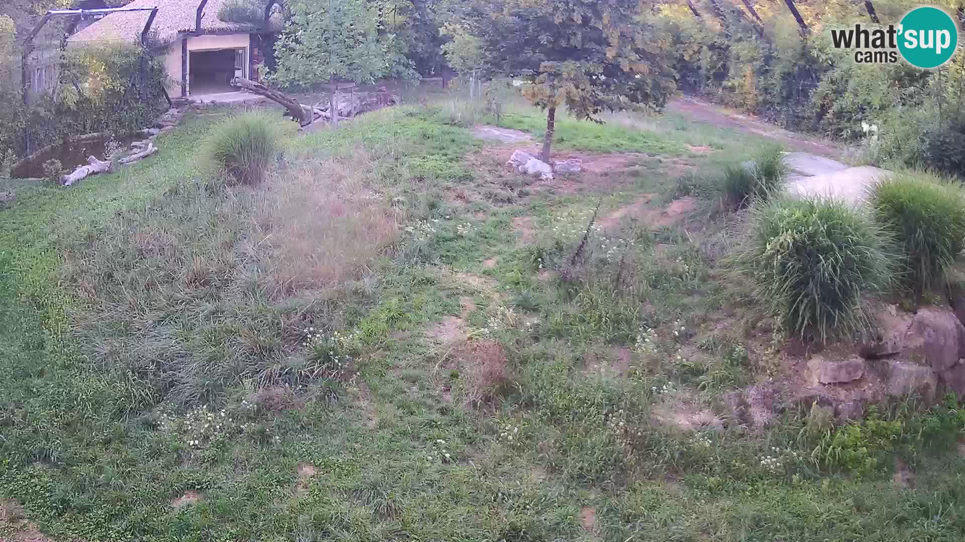 Zoo Ljubljana camera en vivo Leones