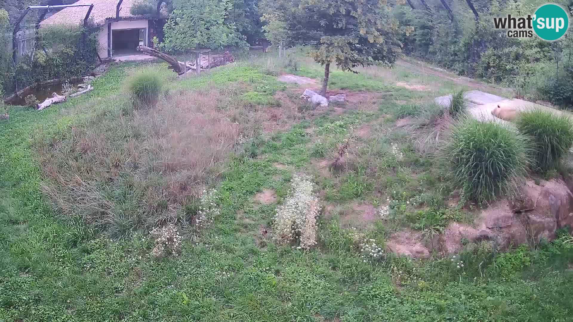 Live Ljubljana Zoo webcam Lion