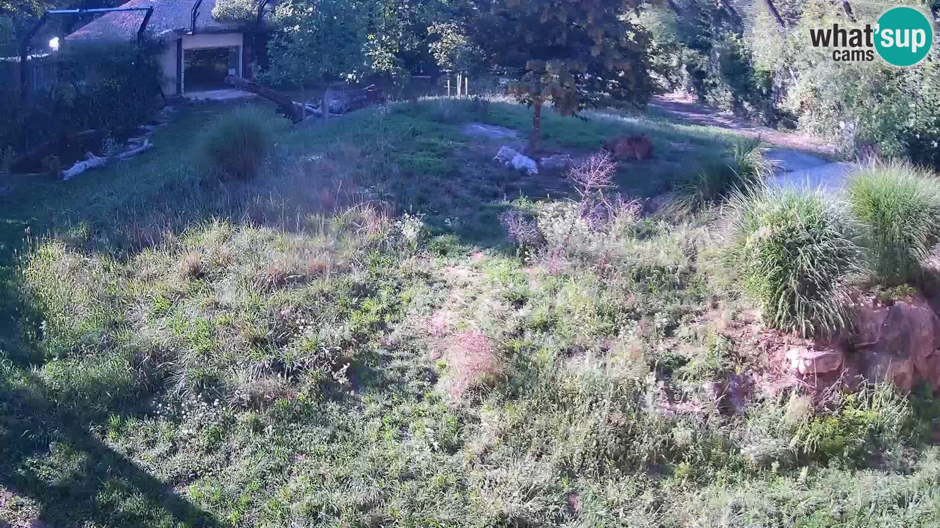 Zoo Ljubljana webcam Löwen