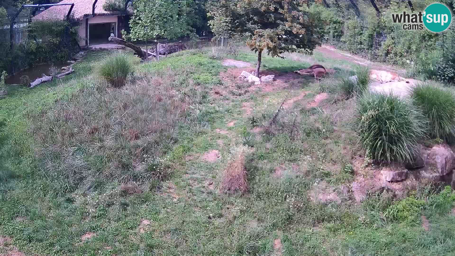 Zoo Ljubljana webcam Löwen