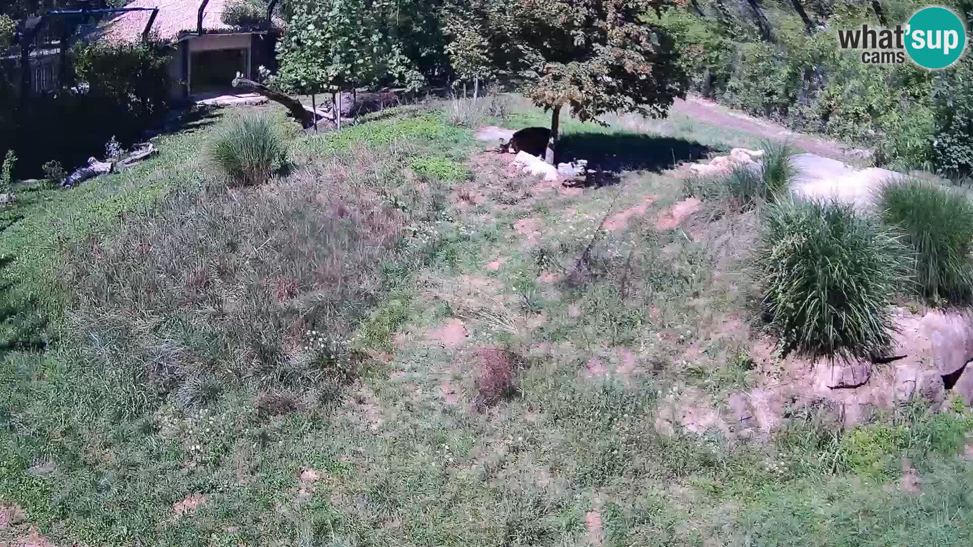 Zoo Ljubljana web kamera Lavovi