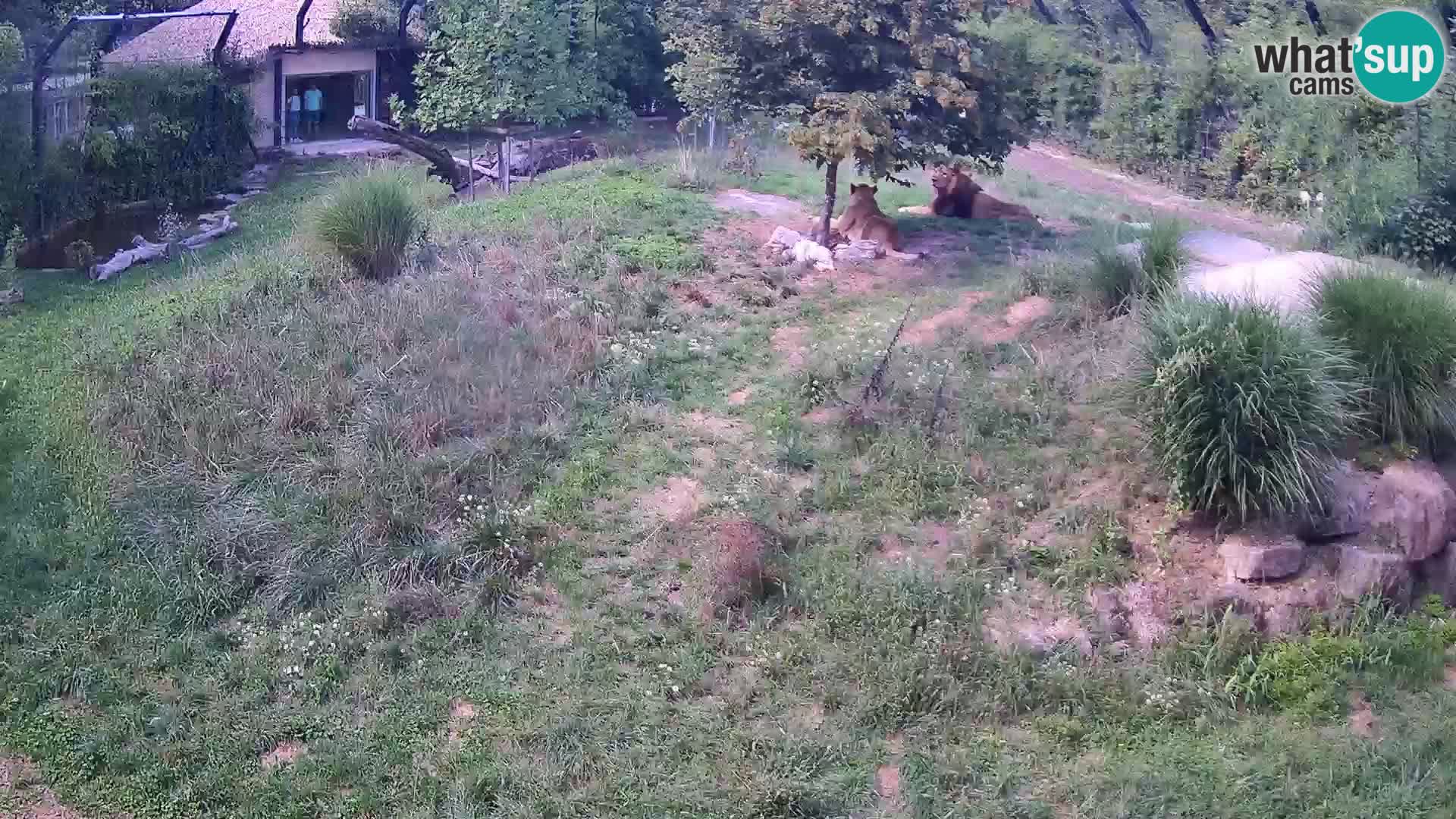 Ljubljana Zoo webcam Lion