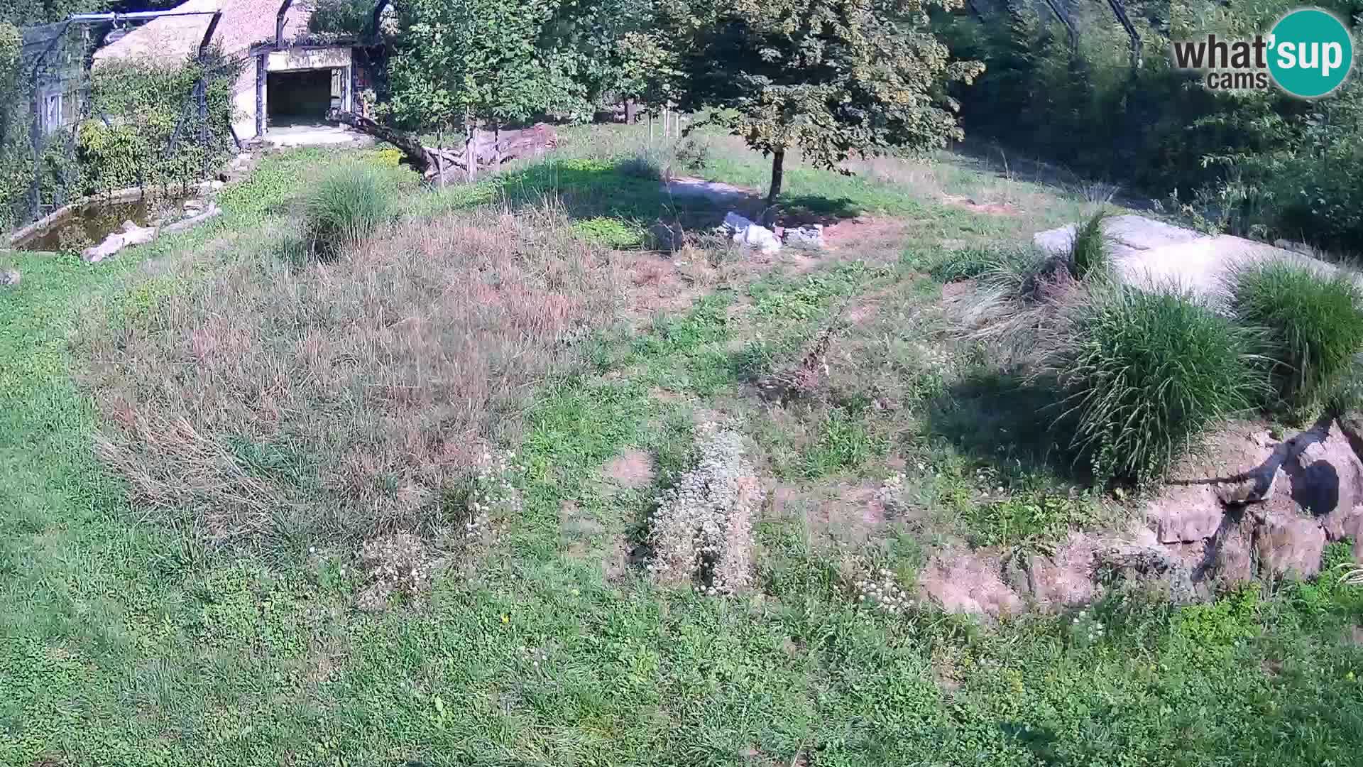Zoo Ljubljana web kamera Lavovi